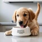 Happy dog eating healthy food – best food for dogs with sensitive stomachs