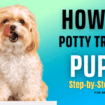 Puppy being potty trained in backyard